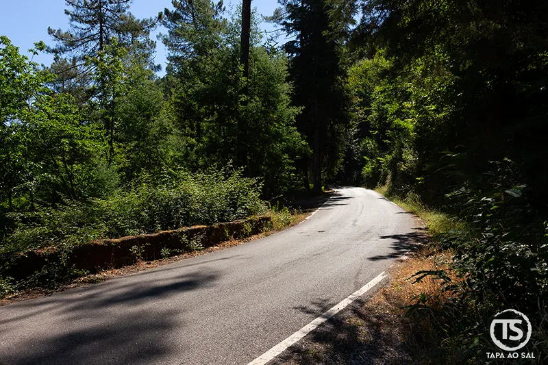 Estrada sinuosa entre árvores na Serra da Lousã, rodeada por vegetação densa