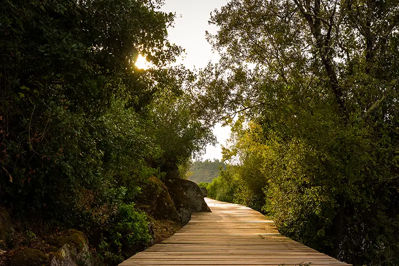 Passadiço do Alamal rodeado por vegetação densa ao pôr do sol, no concelho do Gavião