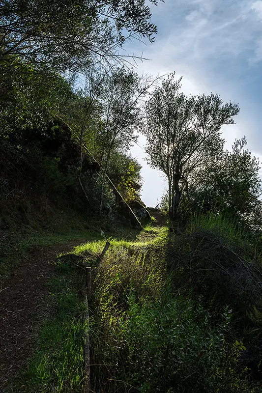 Trilho sombreado do percurso PR1 – Arribas do Tejo com vegetação densa e luz do entardecer a atravessar as árvores.