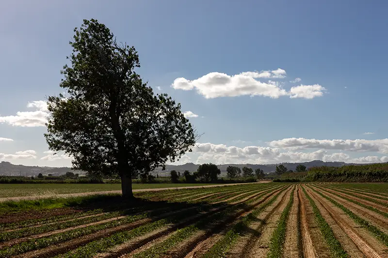 Plantação de tomate na Lezíria do Tejo, em Alenquer.