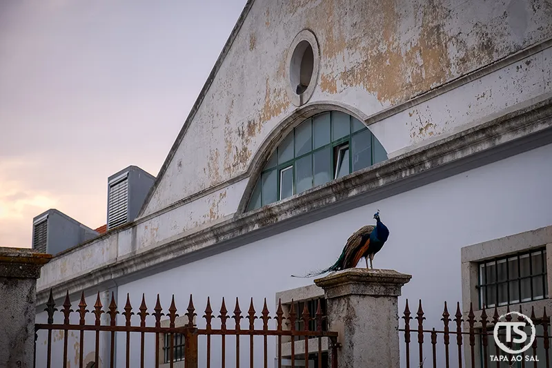 Pavão junto à Universidade de Évora ao lado do Jardim Púb