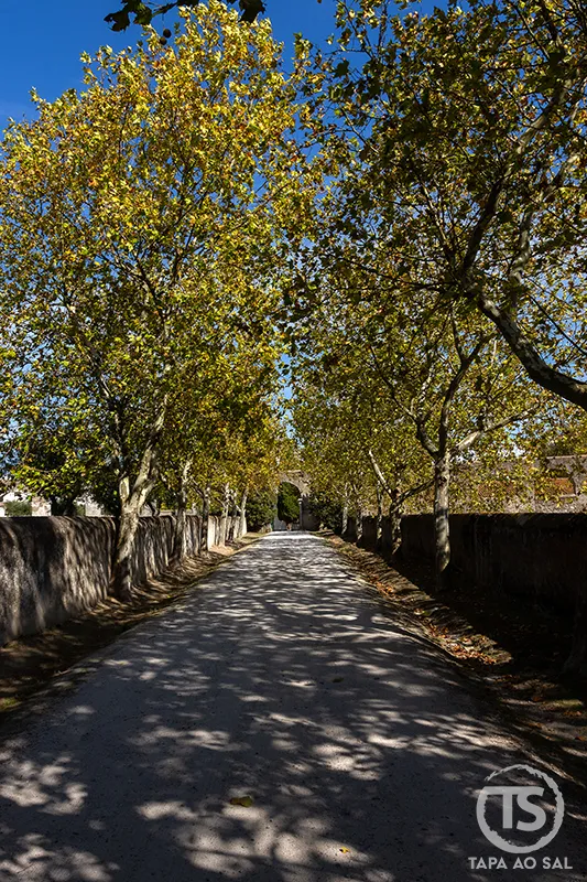 Caminho arborizado junto ao Convento da Cartuxa em Évora com árvores alinhadas