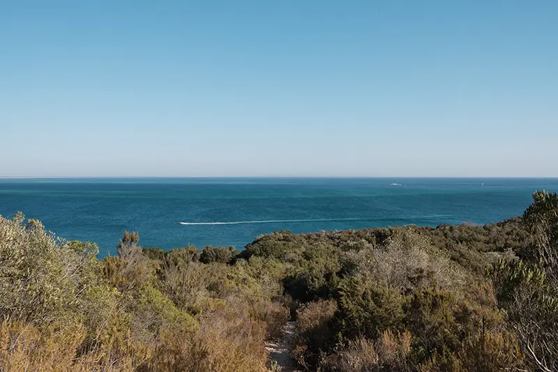 Caminho de acesso à Praia dos Coelhos rodeado por vegetação exuberante