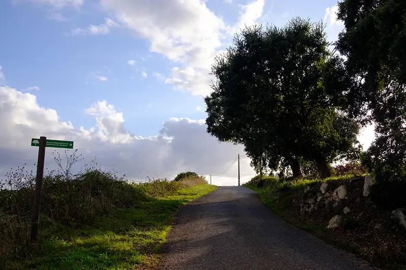 Estrada rural ao lado de sobreiro protegido em Alenquer
