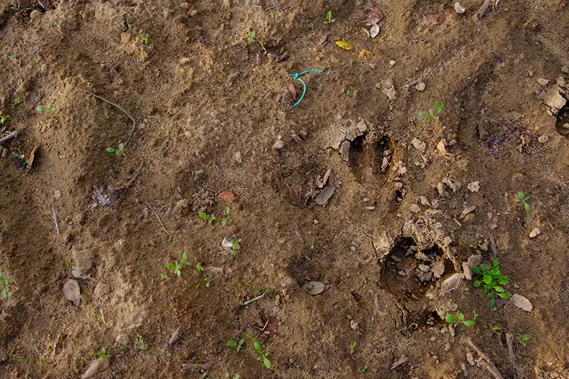 Pegada de javali em Alenquer