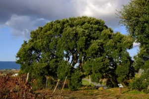 Sobreiro protegido com vista para a Serra do Montejunto