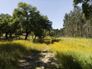 Estrada de terra ladeada por árvores e vegetação densa, parcialmente coberta por ramos e mato.