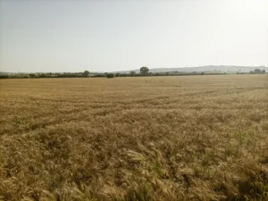Campo de trigo dourado sob a luz quente do final da tarde, com horizonte amplo e céu limpo em tons suaves.