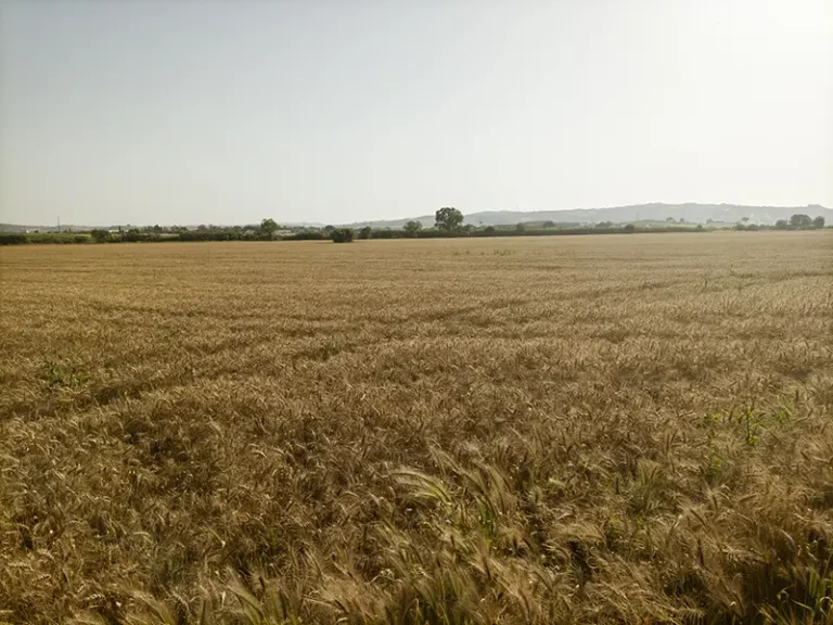 Campo de trigo dourado sob a luz quente do final da tarde, com horizonte amplo e céu limpo em tons suaves.
