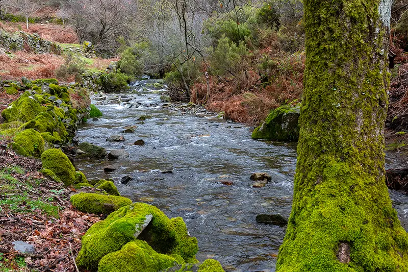 Riacho rodeado de musgo e árvores na Serra da Lousã — um dos cenários naturais mais tranquilos a explorar ao decidir o que visitar em Portugal.