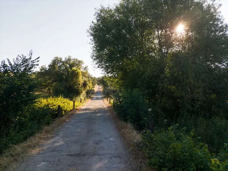 Estrada rural M1006-3 rodeada de vegetação densa com luz de fim de tarde a atravessar as árvores