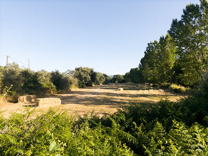 Campo alentejano com fardos de palha e linha de árvores ao fundo sob céu limpo
