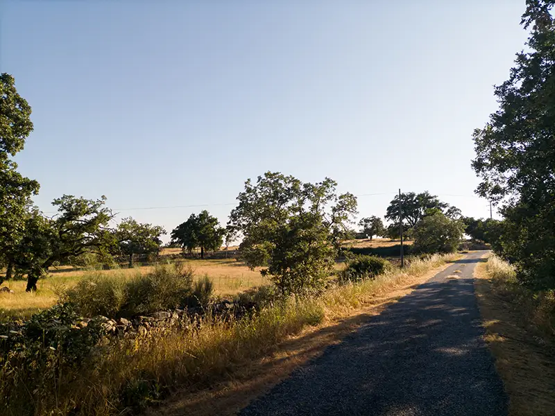 Estrada rural alentejana ladeada por árvores e muros de pedra sob a luz quente da tarde