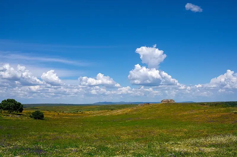 Campo florido no Parque Natural da Serra de São Mamede sob céu azul intenso, representando a primavera em Portugal — uma das melhores épocas para explorar o que visitar no país.