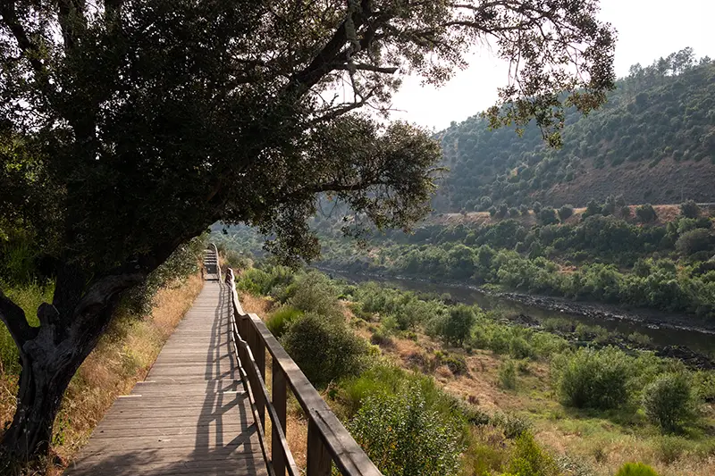 Trilho da Barca da Amieira passadiços de Nisa com vista sobre o Tejo entre árvores e vegetação mediterrânica