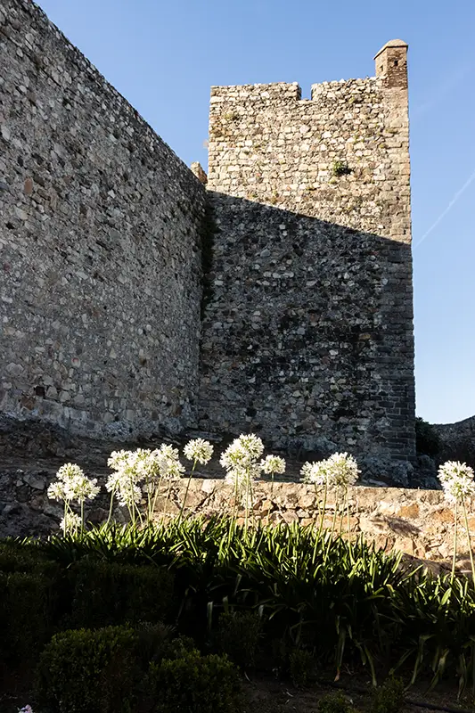 Flores brancas junto à torre do Castelo de Marvão iluminada pelo sol