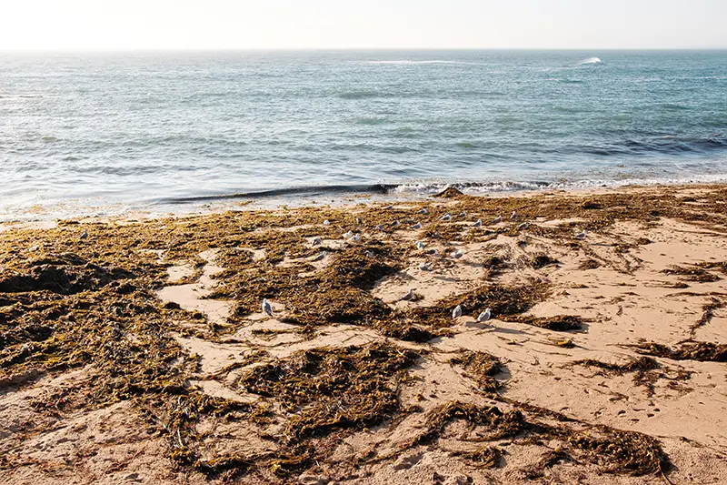 Areia da Praia de Porto Dinheiro coberta por algas invasoras com gaivotas junto ao mar