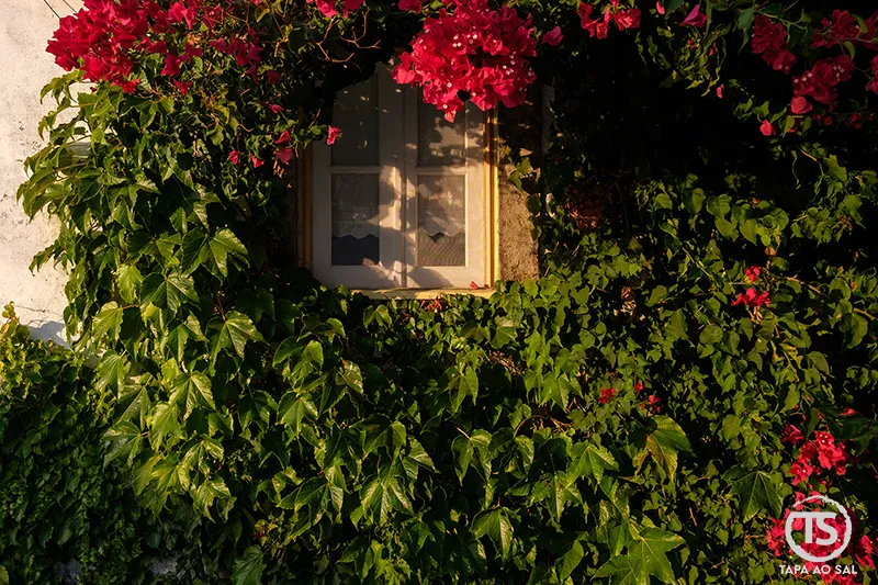 Janela rodeada por hera e buganvílias na Aldeia da Mata Pequena