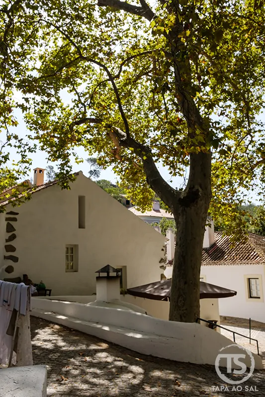 Casario branco tradicional nas Caldas de Monchique sombreado por uma árvore centenária