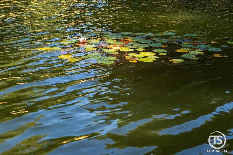 Ninféias a flutuar no lago do Jardim do Cerco Mafra