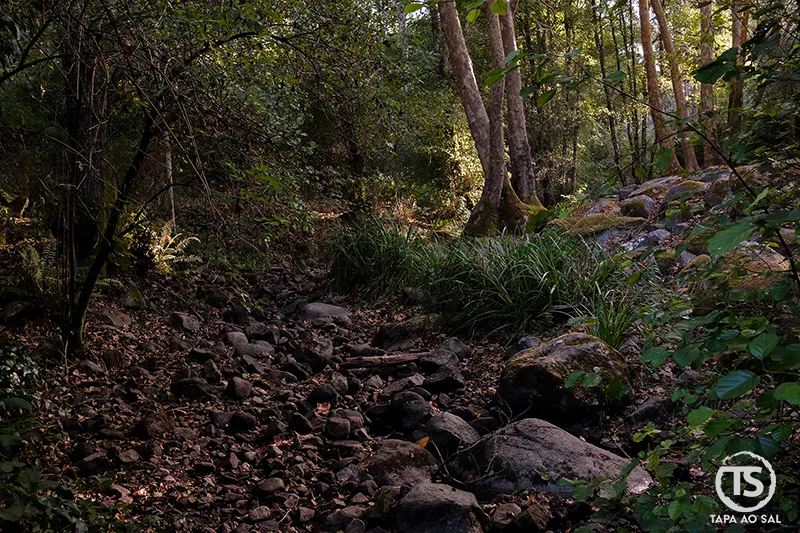 Monchique o que visitar: trilho sombreado na serra com pedras e árvores