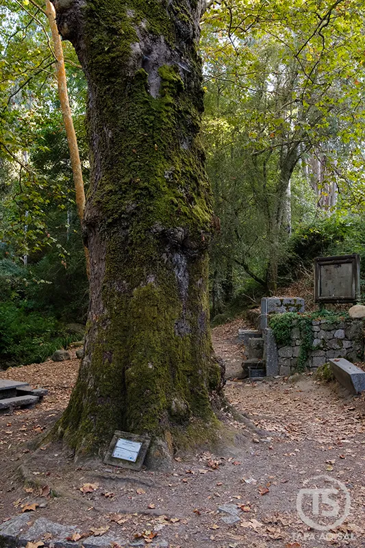 Monchique o que visitar: plátano centenário junto à fonte no parque da vila