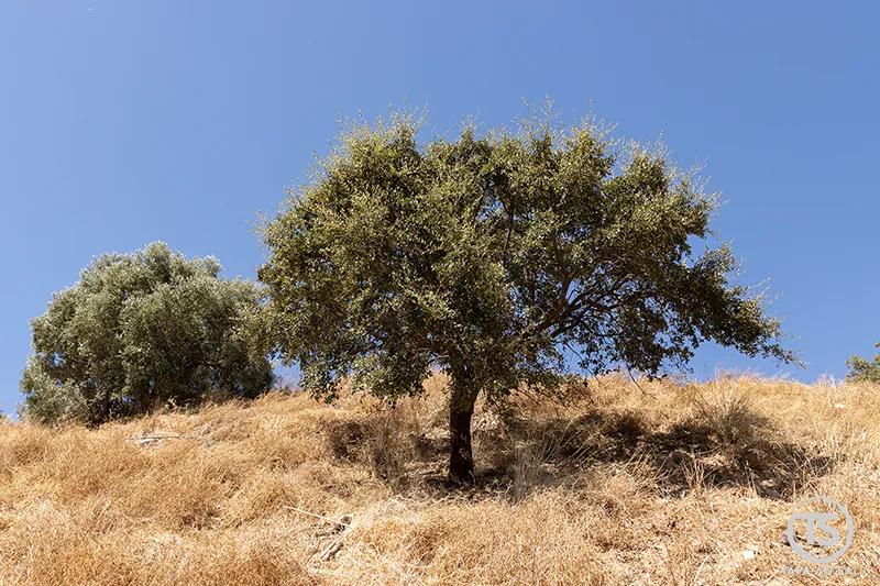 Sobreiro junto aos Passadiços do Barranco do Demo em Alferce, serra de Monchique