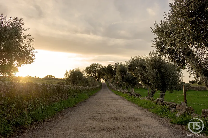 Estrada rural entre muros de pedra e oliveiras ao pôr do sol, ideal para alugar carro em Portugal e explorar o interior
