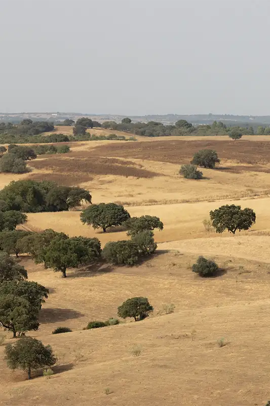 Paisagem natural em Portugal com campos abertos e montado, representando a natureza