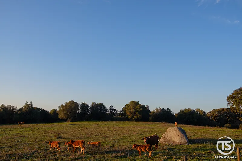 vacas em pasto no campo alentejano ao pôr do sol, turismo rural e experiências autênticas