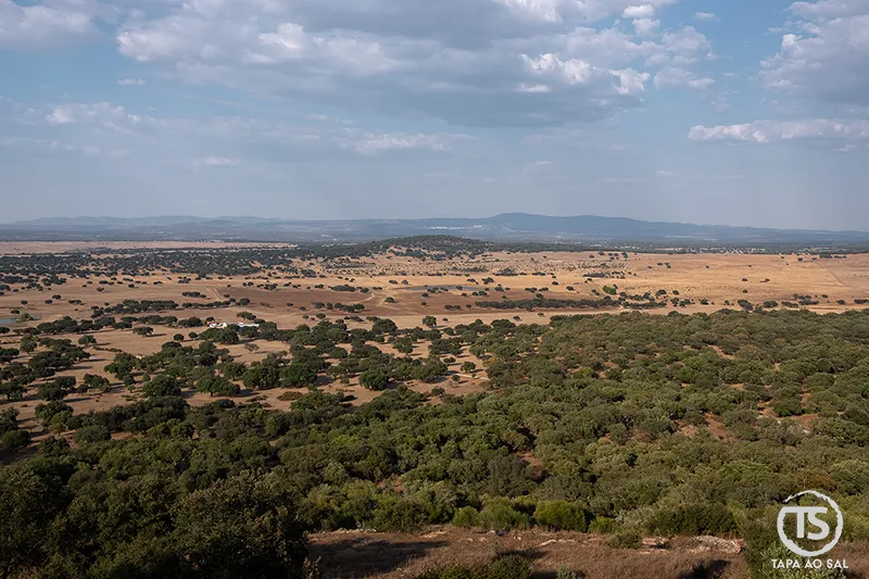 paisagem de montado alentejano com sobreiros e planície ampla, alentejo o que visitar